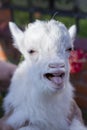 Funny little goat shows tongue