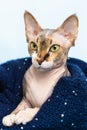 funny little gray canadian sphynx cat with yellow-green eyes peeks out from under a blue knitted plaid. Little kitten in Royalty Free Stock Photo