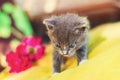 Funny little gray kitten shows tongue, licks lips, home pet