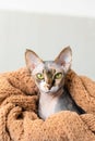 funny little gray sphinx cat with yellow green eyes peeks out from under a beige knitted plaid. Little kitten in home Royalty Free Stock Photo