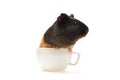 Funny little guinea pig sits in a tea cup.