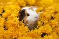 Funny little guinea pig sitting in yellow flowers outdoors