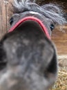 Funny little horse`s nose Royalty Free Stock Photo