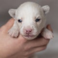 Funny little husky puppy on women hands