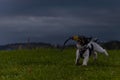 Funny little Jack Russell Terrier dog with ball in his mouth is jumping in the meadow at dusk and has a lot of fun Royalty Free Stock Photo