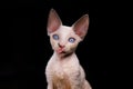 funny little kitten shows tongue on black background