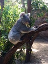 Funny little Koala in a tree at the zoo