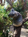 Funny little Koala in a tree at the zoo