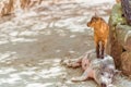 Funny little lamb, baby goat, stands on a pink pig in a petting zoo Royalty Free Stock Photo