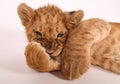 Funny little lion. Lion paw. Paw of a lion cub close-up. A lion. Wild cat. Big wild cat. Royalty Free Stock Photo