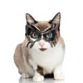 Funny little metis cat with blue eyes wearing batman mask