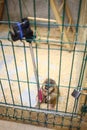 Funny little monkey in cage and selfie