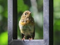 Funny little orange bird Robin chick sits on the blue wooden fe Royalty Free Stock Photo