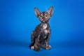 Oriental little kitten with huge ears on Studio blue background.