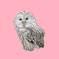 Funny little owlet, isolated image, pink background