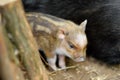 Funny little piglet breed of lop-bellied on a backyard of agricultural farm. Growing livestock is a traditional direction of