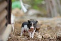 Funny little piglets breed of lop-bellied on a backyard of agricultural farm. Growing livestock is a traditional direction of