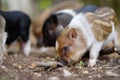 Funny little piglets breed of lop-bellied on a backyard of agricultural farm. Growing livestock is a traditional direction of