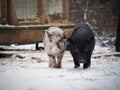 Funny little pigs. Noses in the snow Royalty Free Stock Photo