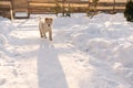 Funny little puppy dog playing alone in snow at backyard, having winter fun outside. White domestic animal pet enjoying Royalty Free Stock Photo