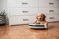 funny little puppy riding on a robot vacuum cleaner, Funny moments of a dog