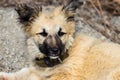 Funny little puppy sitting on chain, close up