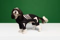 Funny little purebred dog, Shi-Tzu breed puppy dressed in skeleton festive costume isolated green-white background. Royalty Free Stock Photo