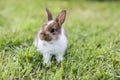 Funny little rabbit laying in the grass