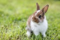 Funny little rabbit laying in the grass