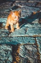 Funny little red kitten showing tongue. Cute pet walks on old road in Stari Bar, Montenegro.