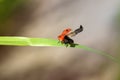 funny little red ladybug flies up to the sun with a blade of grass on a summer meadow spreading its wings