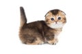 Funny little Scottish fold kitten