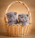 Funny little Scottish fold kittens sitting in basket Royalty Free Stock Photo