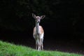 A funny little sika deer came out of the forest into a green meadow Royalty Free Stock Photo