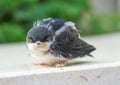 Sparrow chick. Royalty Free Stock Photo