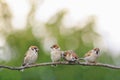 Funny little sparrows birds are sitting in a group in a spring S