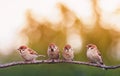 Little sparrows birds are sitting in a group in a spring Sunny