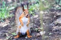 Funny little squirrel standing on his hind paws in the Park with the walnut