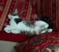 Funny Little Sweet Cat Sleeping