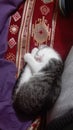 Funny Little Sweet Cat Sleeping On Legs