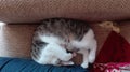 Funny Little Sweet Cat Sleeping Hands On Face