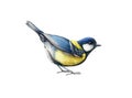 Funny little tit bird. Watercolor illustration. Hand drawn realistic Europe song bird. Great tit common bird close up Royalty Free Stock Photo