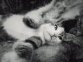 Funny little tomcat playing with camera, close up black and white portrait. Adorable striped kitty with outstretched paws laying