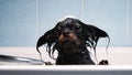 Funny little wet dog in bathroom. Dog takes a shower. Russian  Long Haired Toy Terrier Canis lupus familiaris Royalty Free Stock Photo