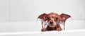 Funny little wet dog in bathroom. Dog takes a shower. Russian  Long Haired Toy Terrier Canis lupus familiaris Royalty Free Stock Photo