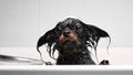 Funny little wet dog in bathroom. Dog takes a shower. Russian  Long Haired Toy Terrier Canis lupus familiaris Royalty Free Stock Photo