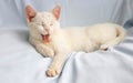 Funny little white cat lies and yawns with her eyes closed