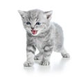 Funny little yawning Scottish fold kitten Royalty Free Stock Photo