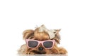 Funny little yorkshire terrier dog wearing sunglasses and laying down Royalty Free Stock Photo