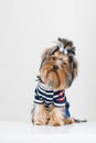 Funny little Yorkshire terrier in pullover Royalty Free Stock Photo